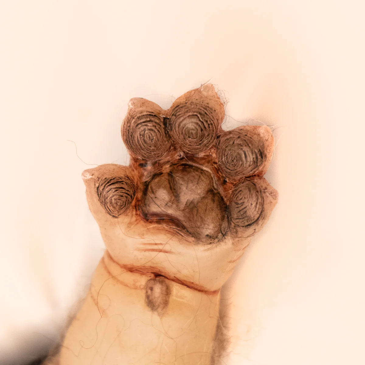 WerePups - Toby - Image 7